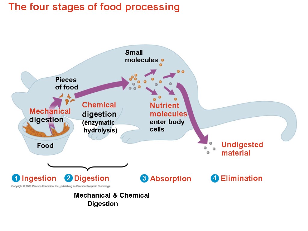 The four stages of food processing Ingestion Digestion Mechanical & Chemical Digestion Absorption Elimination